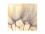 Dandelion Floret Hob Splashback (598 X 650 X 6mm)