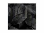 Feathers Hob Splashback (598 X 650 X 6mm)